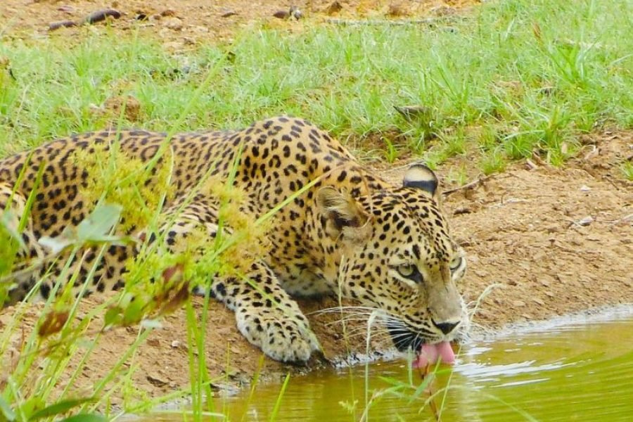 Sri Lanka safari and beach tour