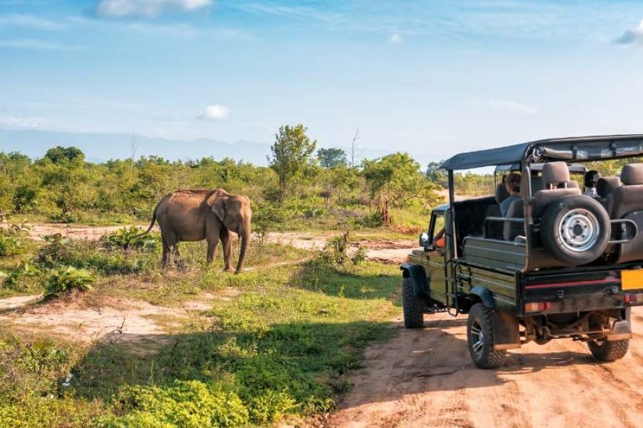 Safari in Yala or Udawalawe National Park