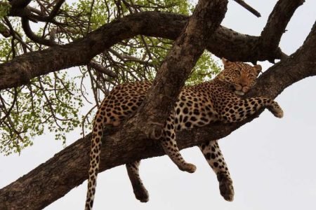 11-day Sri Lanka tour package