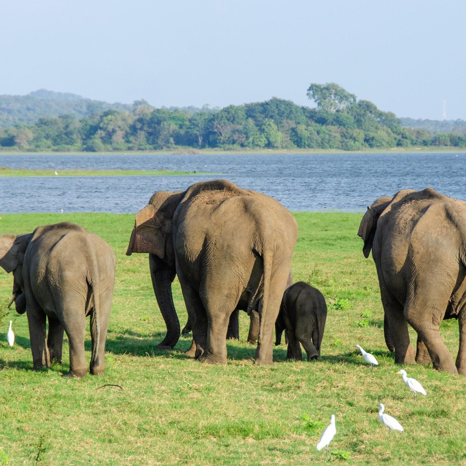 Minneriya National Park safari