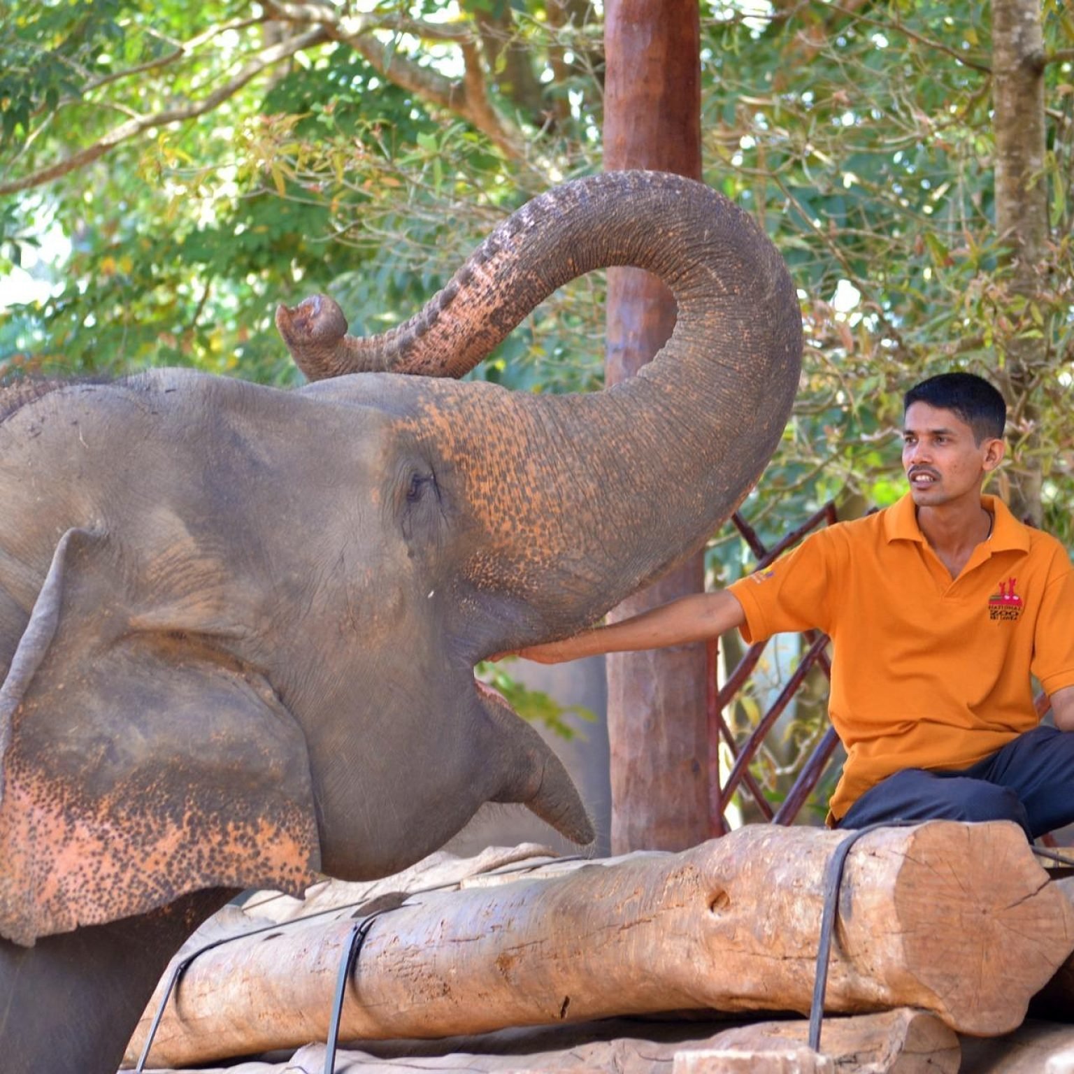 Pinnawala Elephant Orphanage Sri Lanka