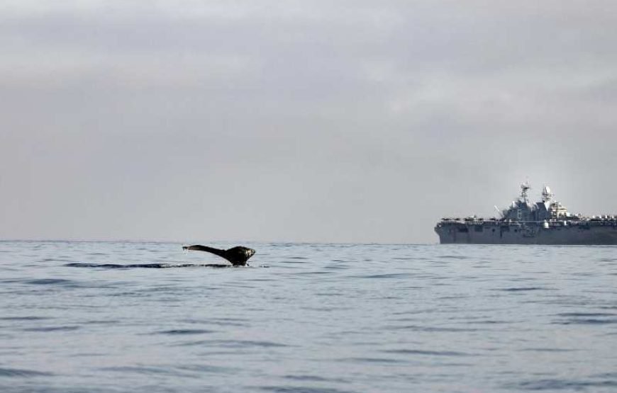 Whale Watching in Mirissa