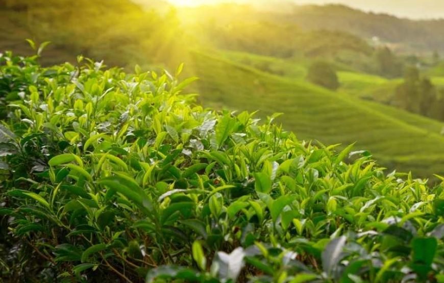Tea Plantation Tour in Nuwara Eliya