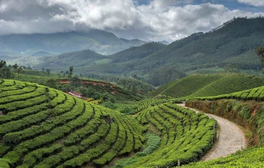 Tea Plantation Tour in Nuwara Eliya