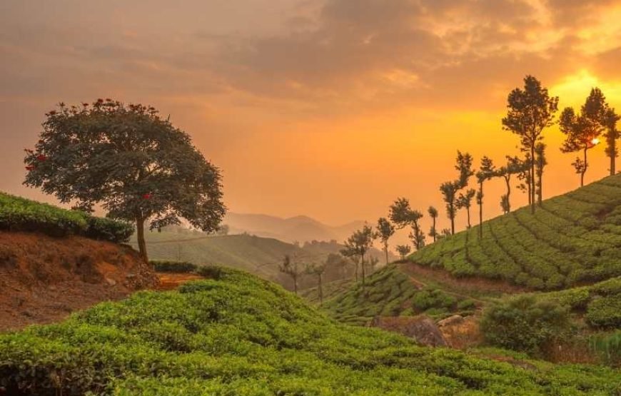 Tea Plantation Tour in Nuwara Eliya