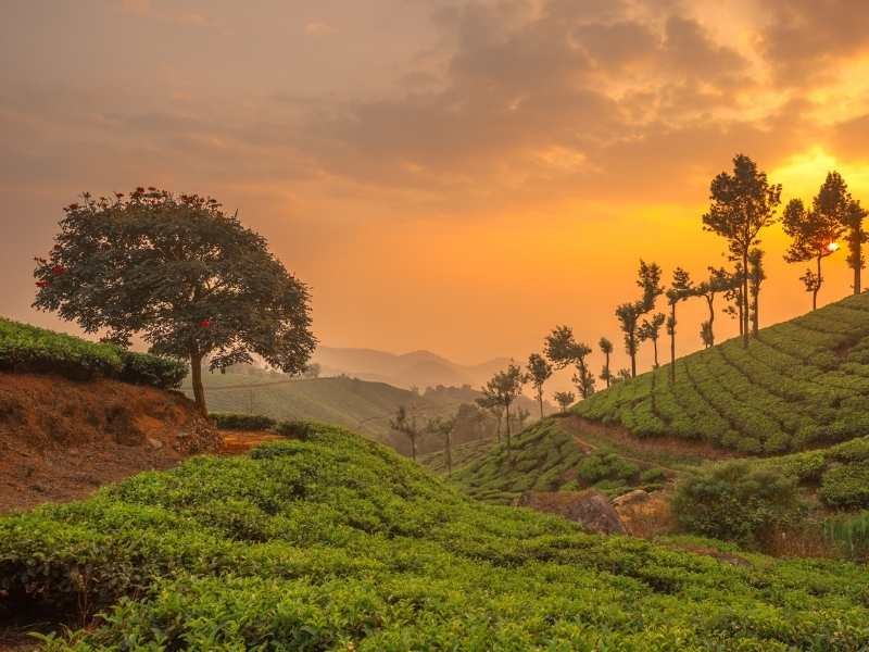 Day 5: Horton Plains Excursion & Tea Garden Romance