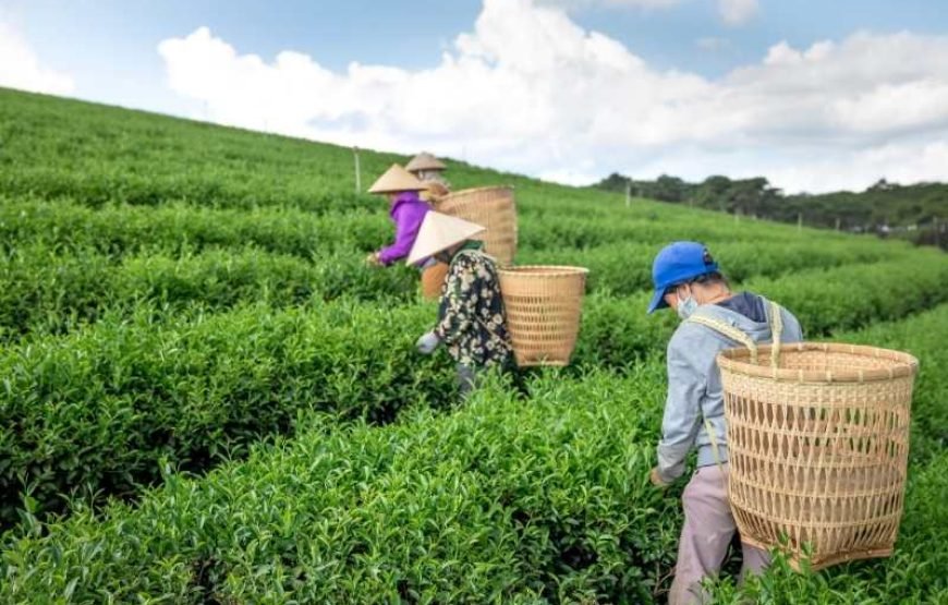 Tea Plantation Tour in Nuwara Eliya