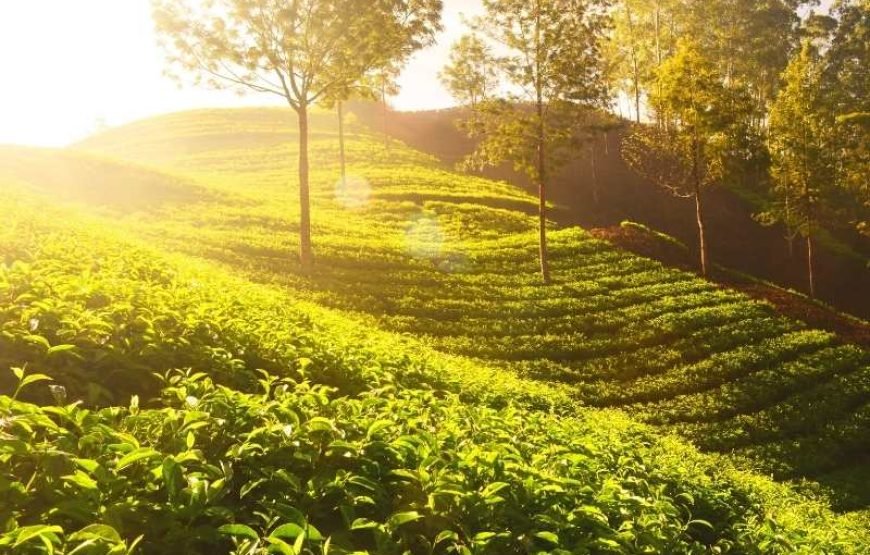 Tea Plantation Tour in Nuwara Eliya