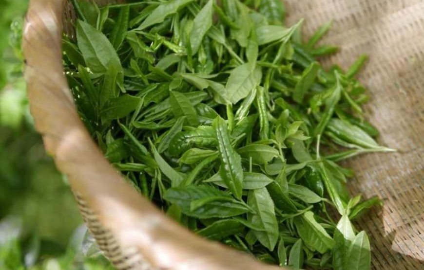 Tea Plantation Tour in Nuwara Eliya