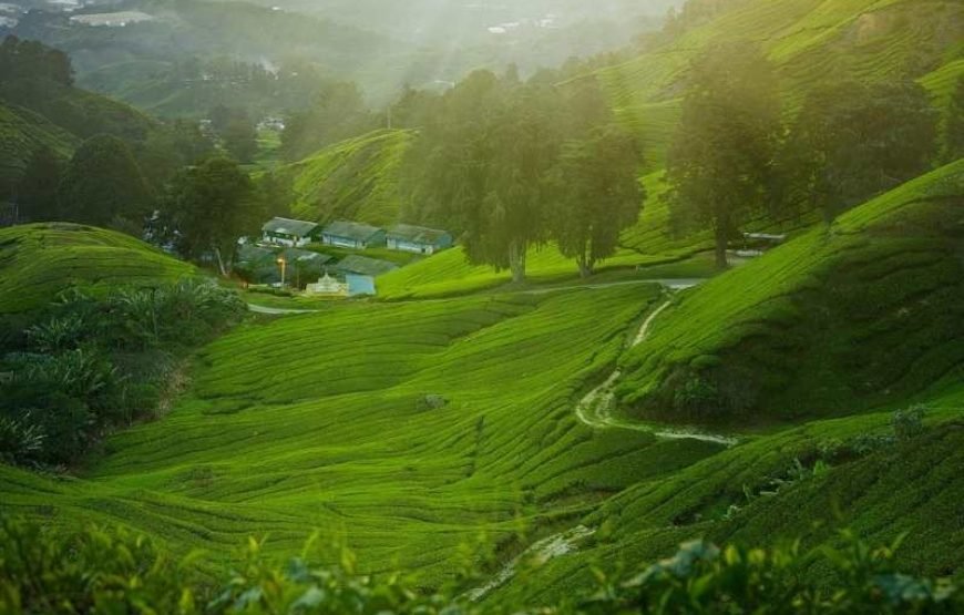 Tea Plantation Tour in Nuwara Eliya