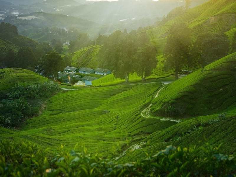 📍 Day 04: Kandy – Ramboda – Nuwara Eliya