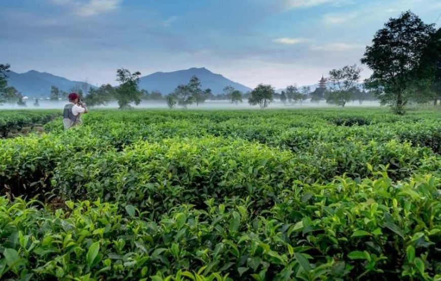 Tea Plantation Tour in Nuwara Eliya