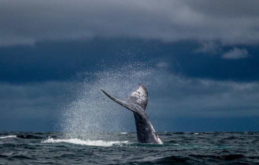 Whale Watching in Mirissa