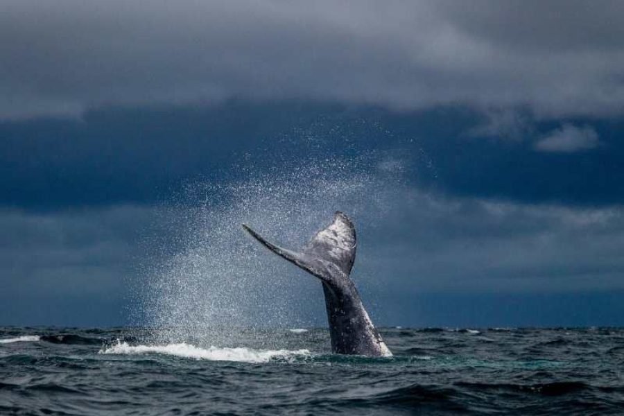Whale Watching in Mirissa