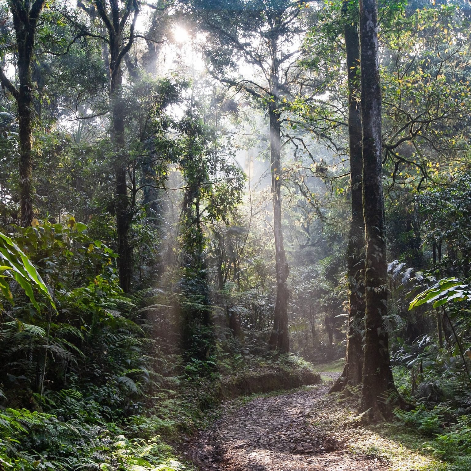 Sinharaja Rainforest