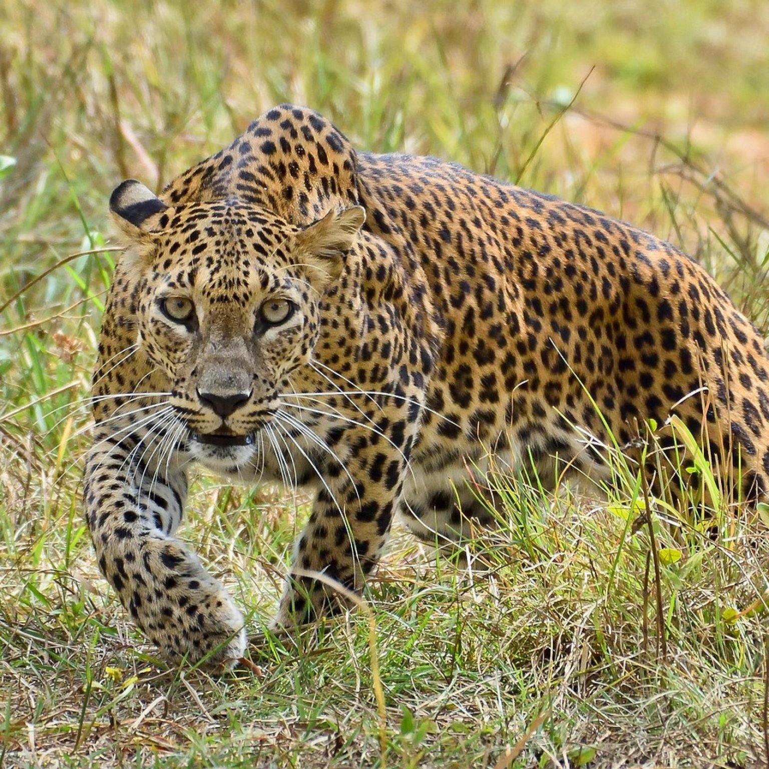 Yala National Park