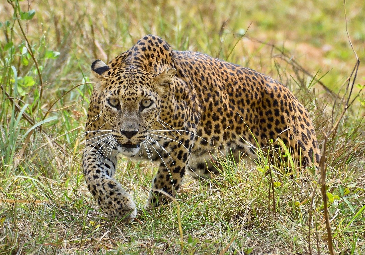 Day 10 – Yala Safari Experience